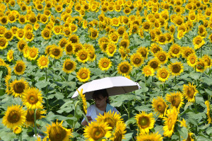 sunflowers-world