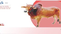 ডিএনসিসি িডিজিটাল হাট